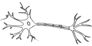 neuron